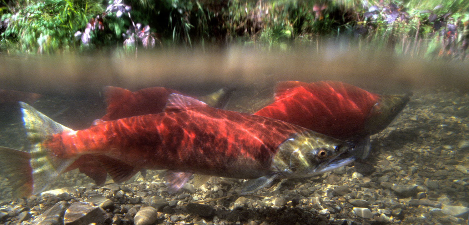Bc wild salmon strategy options paper