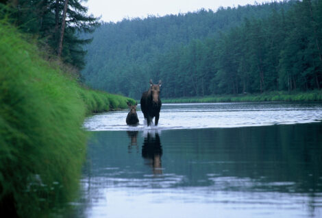 Moose and calf in Khabarovsk