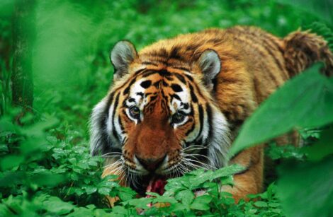 Siberian tiger, Koppi River Preserve, Russia