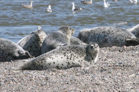 Ringed Seals Shantar Islands National Park, Russia