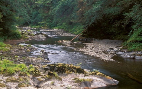 Calawah River, Olympic Peninsula, Washington.