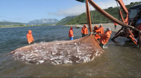 Kamchatka Beach Seine