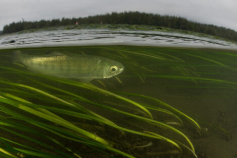 Skeena River