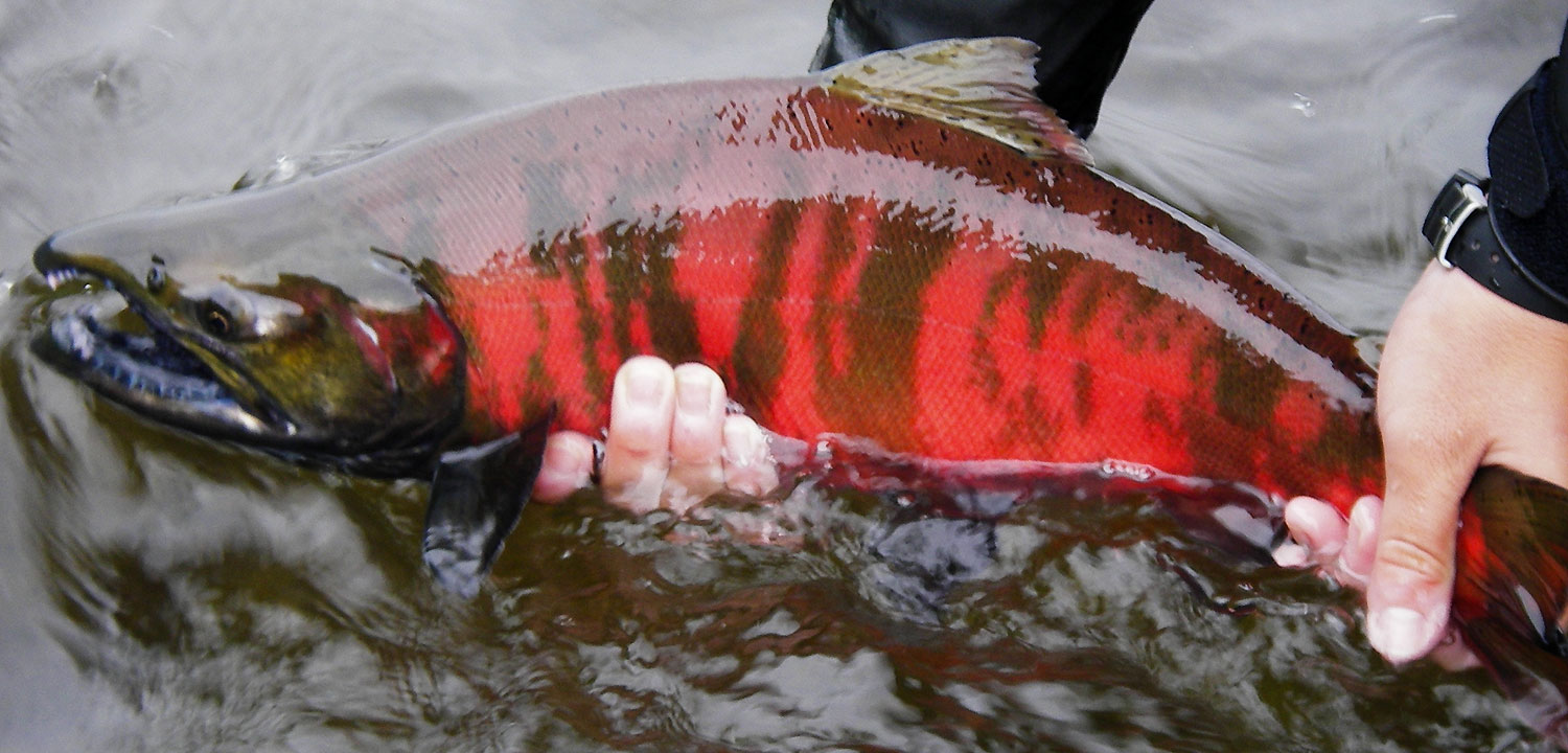 Cherry salmon, Kamchatka, Russia